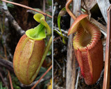 HOW TO KEEP A TROPICAL PITCHER PLANT HEALTHY