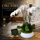 WHAT IS THE BEST ORCHID TO GIVE AS A GIFT? A COMPLETE GUIDE