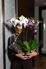 FROM POINTS TO PETALS: MAKE YOUR HOLIDAY ORCHID DREAMS COME TRUE