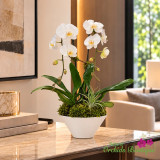 WHAT ORCHIDS ARE APPROPRIATE FOR A FUNERAL OR SYMPATHY GIFT? A MIAMI FLORIST’S GUIDE
