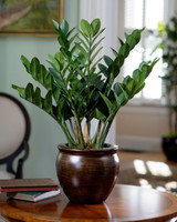 ZZ PLANT CARE MADE SIMPLE: THE LOW-MAINTENANCE BEAUTY