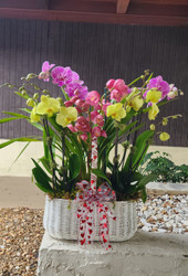 BEST ORCHID ARRANGEMENTS FOR OFFICE DECOR & WORKSPACES
