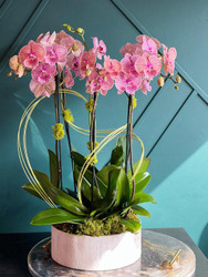 WHERE TO BUY LUXURY ORCHID ARRANGEMENTS IN MIAMI: A LOCAL GUIDE