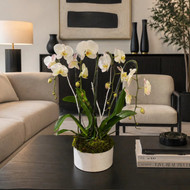 WHY ARE ORCHIDS POPULAR IN MIAMI HOMES? CARING FOR PHALAENOPSIS IN HUMID SOUTH FLORIDA