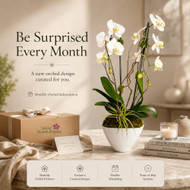 BEST ORCHID SUBSCRIPTION: THE EASIEST WAY TO KEEP YOUR SPACE ELEGANT