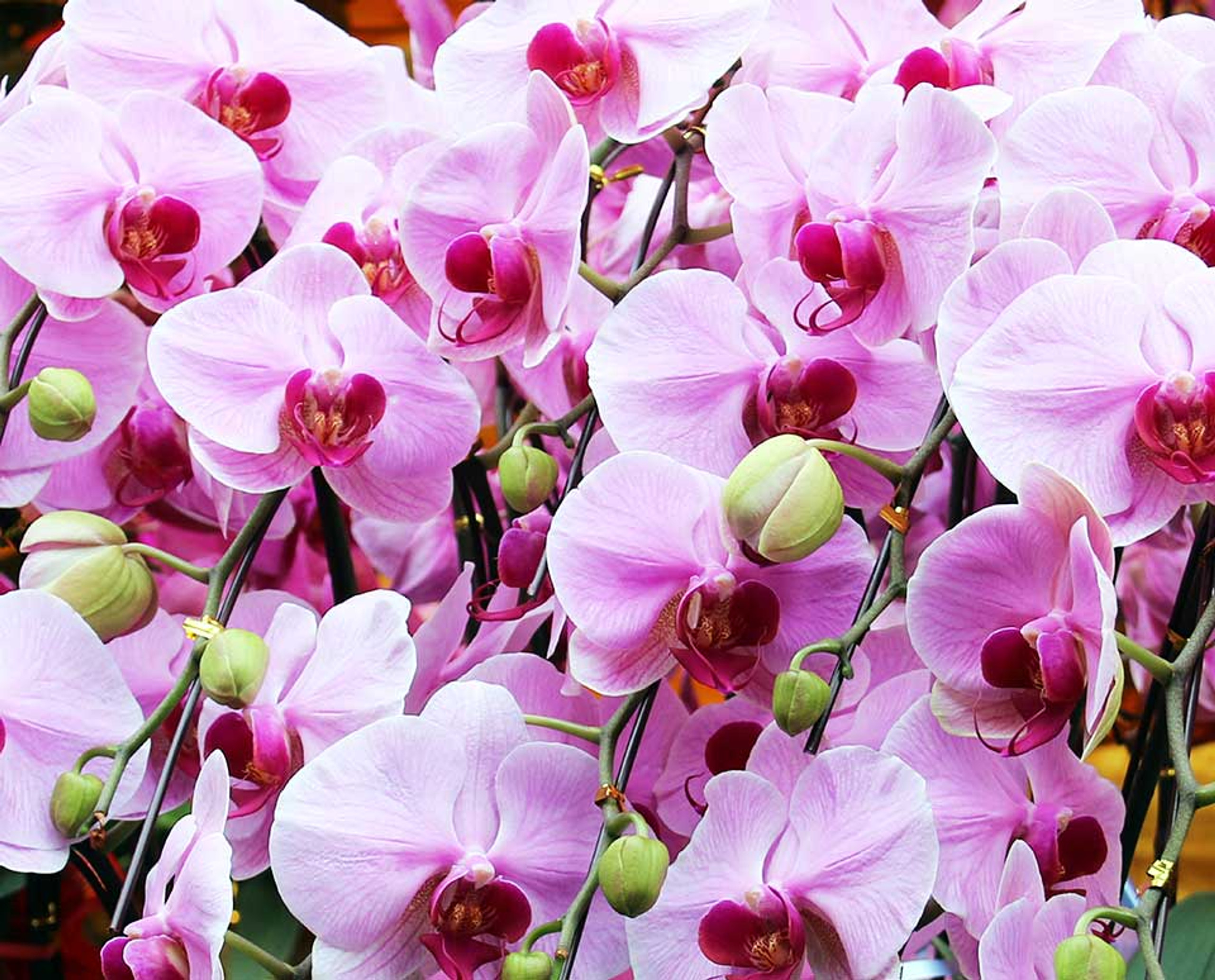 THE MEANING AND SYMBOLISM OF ORCHID Natural Orchids Boutique