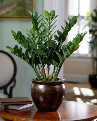 ZZ PLANT CARE MADE SIMPLE: THE LOW-MAINTENANCE BEAUTY - Natural Orchids  Boutique