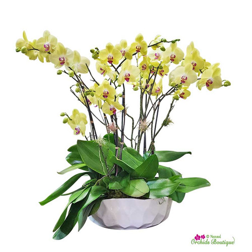 Wild Love Phalaenopsis Orchid Arrangement