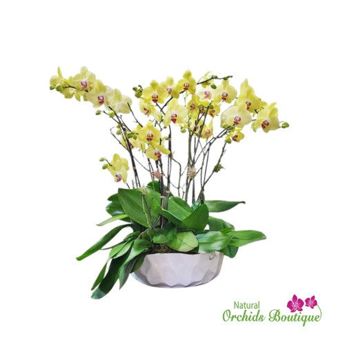 Wild Love Phalaenopsis Orchid Arrangement with striking orchid stems and lush green leaves, available for delivery in Miami