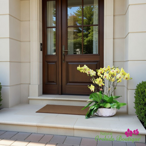 Tall yellow orchid arrangement modern ceramic pot elegant indoor plant Miami delivery