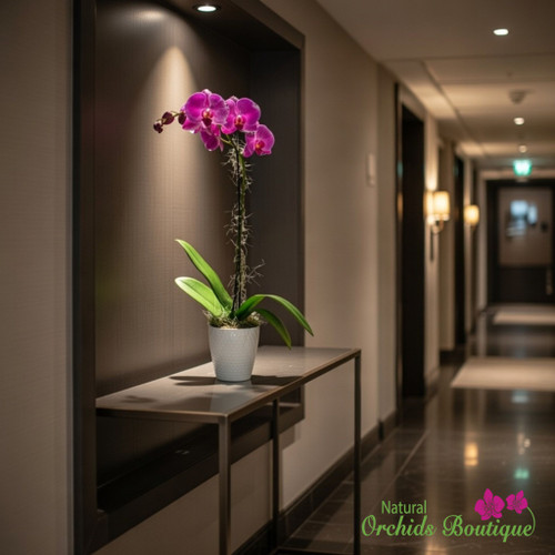 Elegant Phalaenopsis Orchid Arrangement with white orchid flowers in a modern vase — luxury floral centerpiece for home, office, or wedding décor.