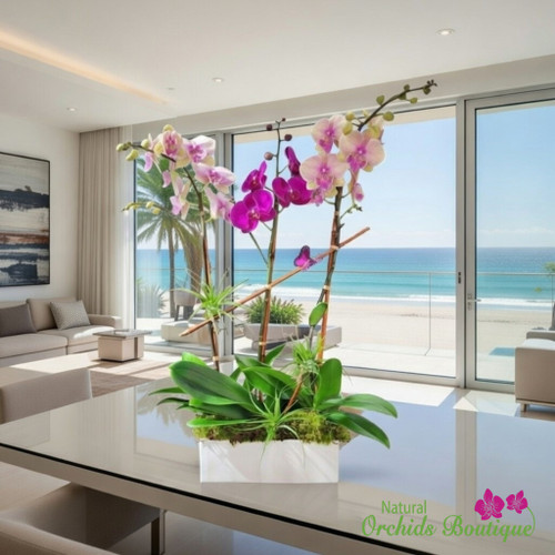 Modern Bright Colors Phalaenopsis Orchid Arrangement with vibrant orchid stems and green leaves, available for flower delivery in Miami and Kendall