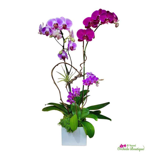 Elegant And Delicate Phalaenopsis Orchid Arrangement
