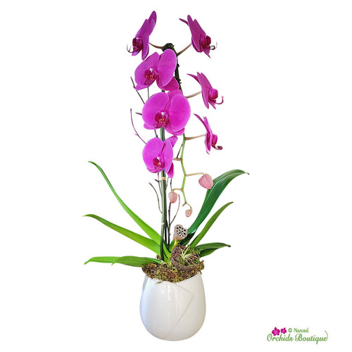 Beautiful Phalaenopsis Orchid Arrangement | Kendall flower delivery