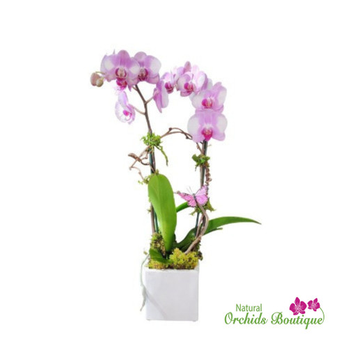 Meet You In The Park Phalaenopsis Orchid Arrangement featuring graceful phalaenopsis orchid stems paired with fresh green foliage, styled to evoke a natural park-inspired look