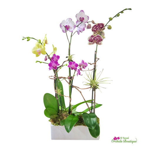 Passion Mix Phalaenopsis Orchid Arrangement