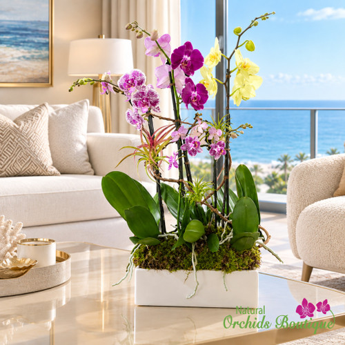 Passion Mix Phalaenopsis Orchid Arrangement