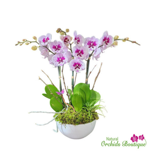 Fresh Orchids Plant Bouquet featuring a hand-tied arrangement of orchid stems with vibrant blooms and lush greenery, styled as an elegant floral bouquet