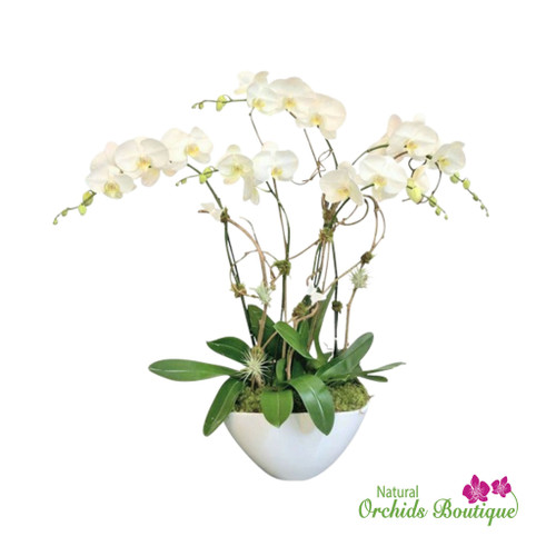 Exotic Modern White Phalaenopsis Orchid Arrangement with tall white orchid stems displayed in a sleek contemporary planter, accented by broad green leaves for a refined loo