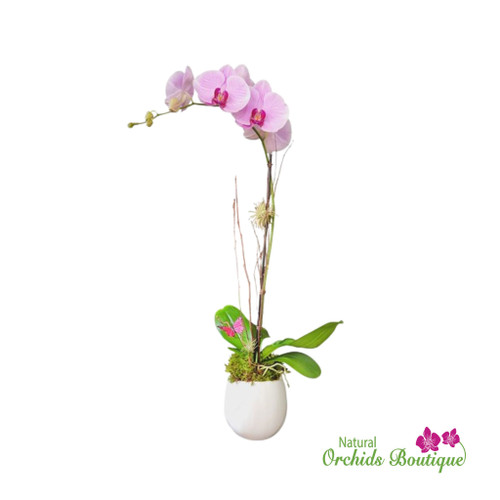 Just Because Phalaenopsis Orchid Arrangement featuring elegant phalaenopsis orchid stems arranged with lush green leaves in a simple modern display