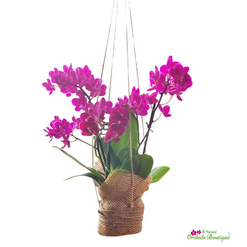 Love Is In The Air Phalaenopsis Orchid Hanging Arrangement