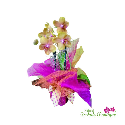 Wrap Your Love Phalaenopsis Orchid Arrangement showcasing graceful phalaenopsis orchid stems wrapped in decorative foliage and arranged in a modern display