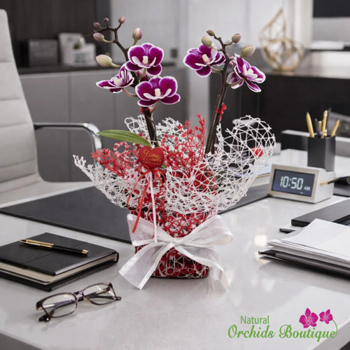 Live purple Phalaenopsis orchid arrangement with white spotted blooms wrapped in red fabric, luxury Miami floral gift with heart accent