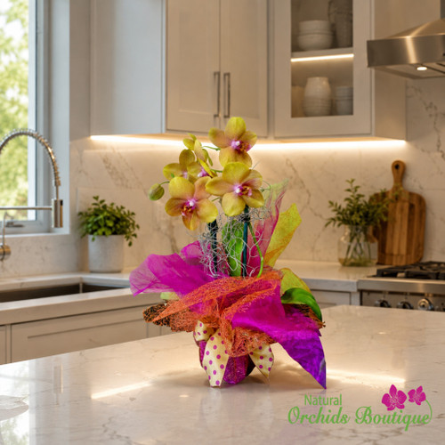 Wrap Your Love Phalaenopsis Orchid Arrangement