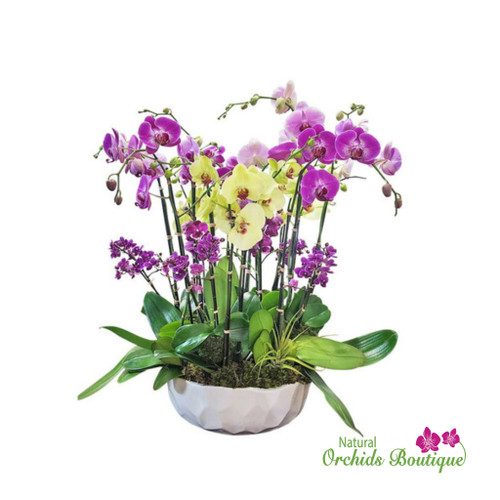 Stunning Mix Phalaenopsis Orchid Arrangement featuring multiple phalaenopsis orchid stems in mixed shades, artistically arranged with lush green leaves in a modern display