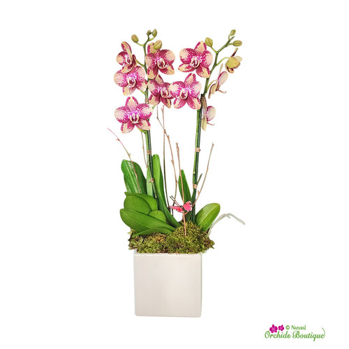 A Touch Of Orchid Phalaenopsis Arrangement