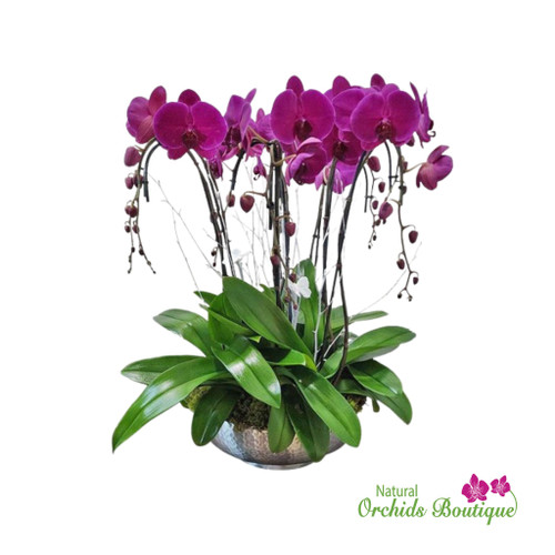 Modern Natural Look Phalaenopsis Orchid Arrangement