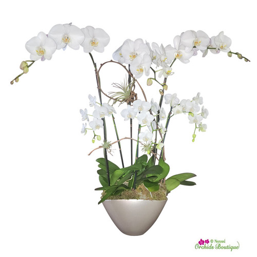 Lovely For You White Phalaenopsis Orchid Arrangement