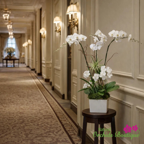 Miami orchids | Lovely For You White Phalaenopsis Orchid Arrangement