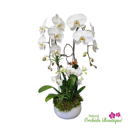 Phalaenopsis Orchid Arrangement | Elegant Orchid Arrangements
