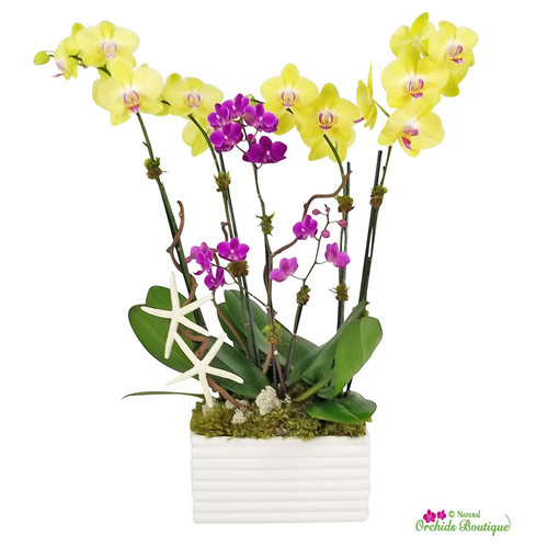 Phalaenopsis Orchid Arrangement | Miami Royal Orchids