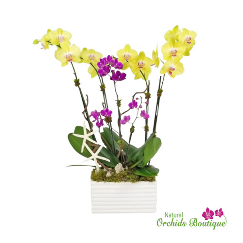 Phalaenopsis Orchid Arrangement | Miami Royal Orchids