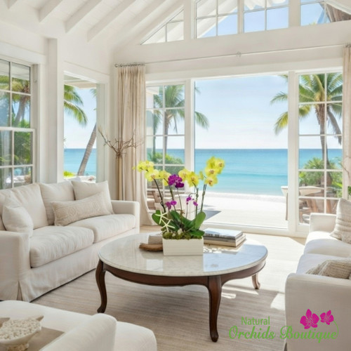 Phalaenopsis Orchid Arrangement | Miami Royal Orchids