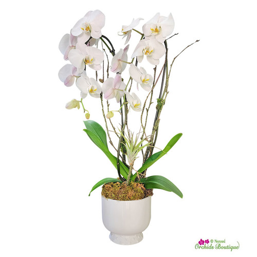 Elegant Cascade Phalaenopsis Orchid Arrangement