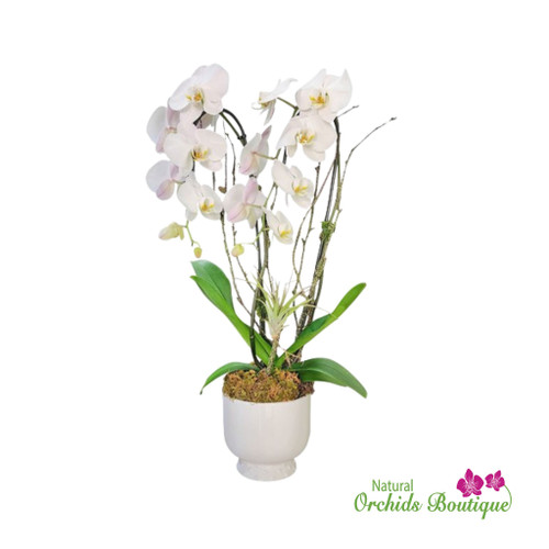 Elegant Cascade Phalaenopsis Orchid Arrangement | Orchid Arrangement For Home