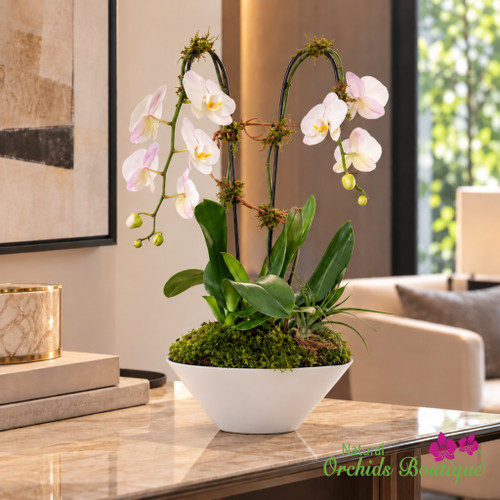 White Phalaenopsis orchid arrangement in modern ceramic vase