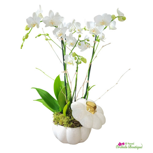 Falling Into Fall Phalaenopsis Orchid Arrangement