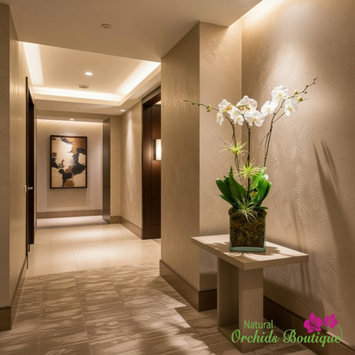 White Phalaenopsis Orchid Arrangement