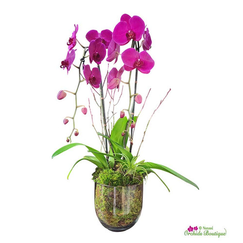 Kisses For You Phalaenopsis Orchid Arrangement