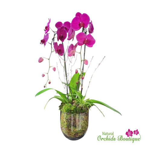 Kisses For You Phalaenopsis Orchid Arrangement