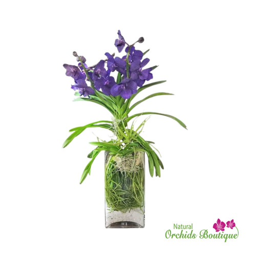 Sweet As A Coconut Phalaenopsis Orchid Arrangement