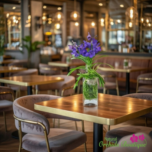 Sweet As A Coconut Phalaenopsis Orchid Arrangement