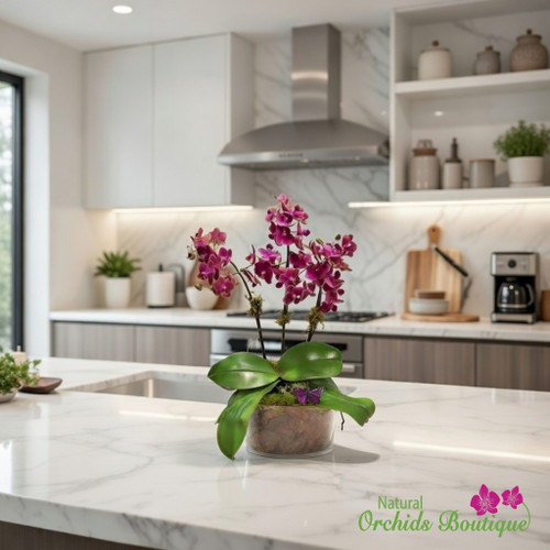 Sweet As A Coconut Phalaenopsis Orchid Arrangement