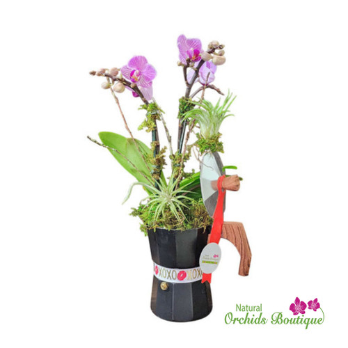 Love You Like A Cuban Coffee Phalaenopsis Orchid Arrangement Love You Like A Cuban Coffee Phalaenopsis Orchid Arrangement