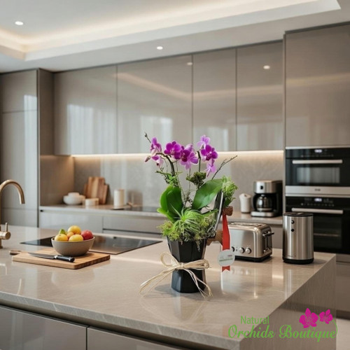 Luxurious Mini Phalaenopsis Orchid Arrangement