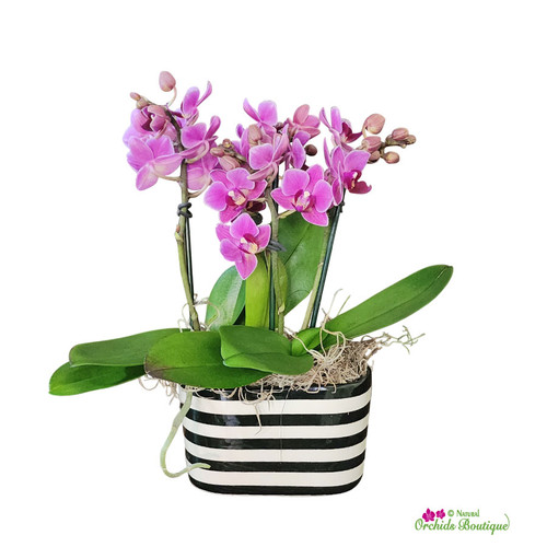 Little Piece Of Mini Divine Phalaenopsis Orchid Arrangement